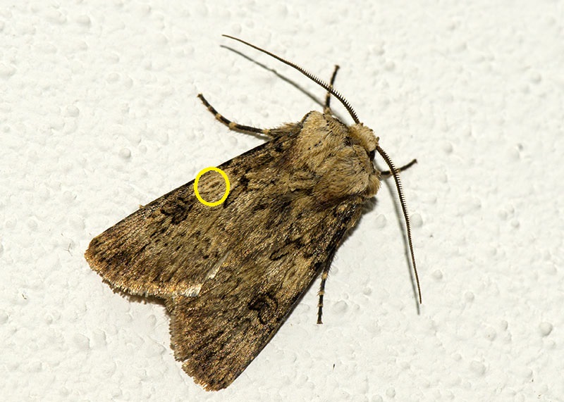 Noctuidae - Agrotis puta